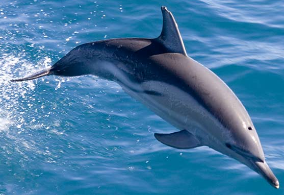 Geografi Lingkungan Lumba Lumba Mamalia Air Sahabat Manusia