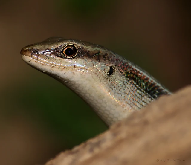 Skink, poking its head out
