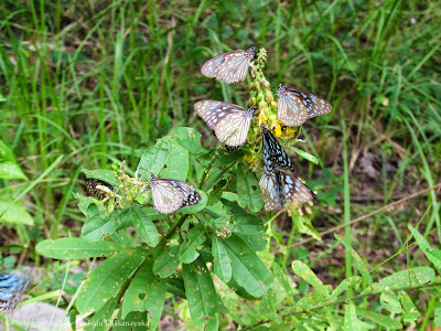 Dark Blue Tiger (Tirumala septentrionis)