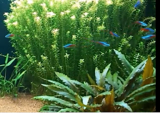 Tanaman Karpet Baby Tears Untuk Background Aquascape Ikan Koi