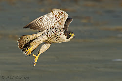 falcon peregrine flying camera towards flight
