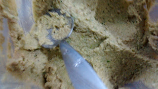 PÃOZINHO ASSADO NA FRIGIDEIRA: TROQUE OS CARBOIDRATOS SIMPLES PELOS COMPLEXOS E GANHE QUALIDADE DE VIDA PÃOZINHO ASSADO NA FRIGIDEIRA: TROQUE OS CARBOIDRATOS SIMPLES PELOS COMPLEXOS E GANHE QUALIDADE DE VIDA