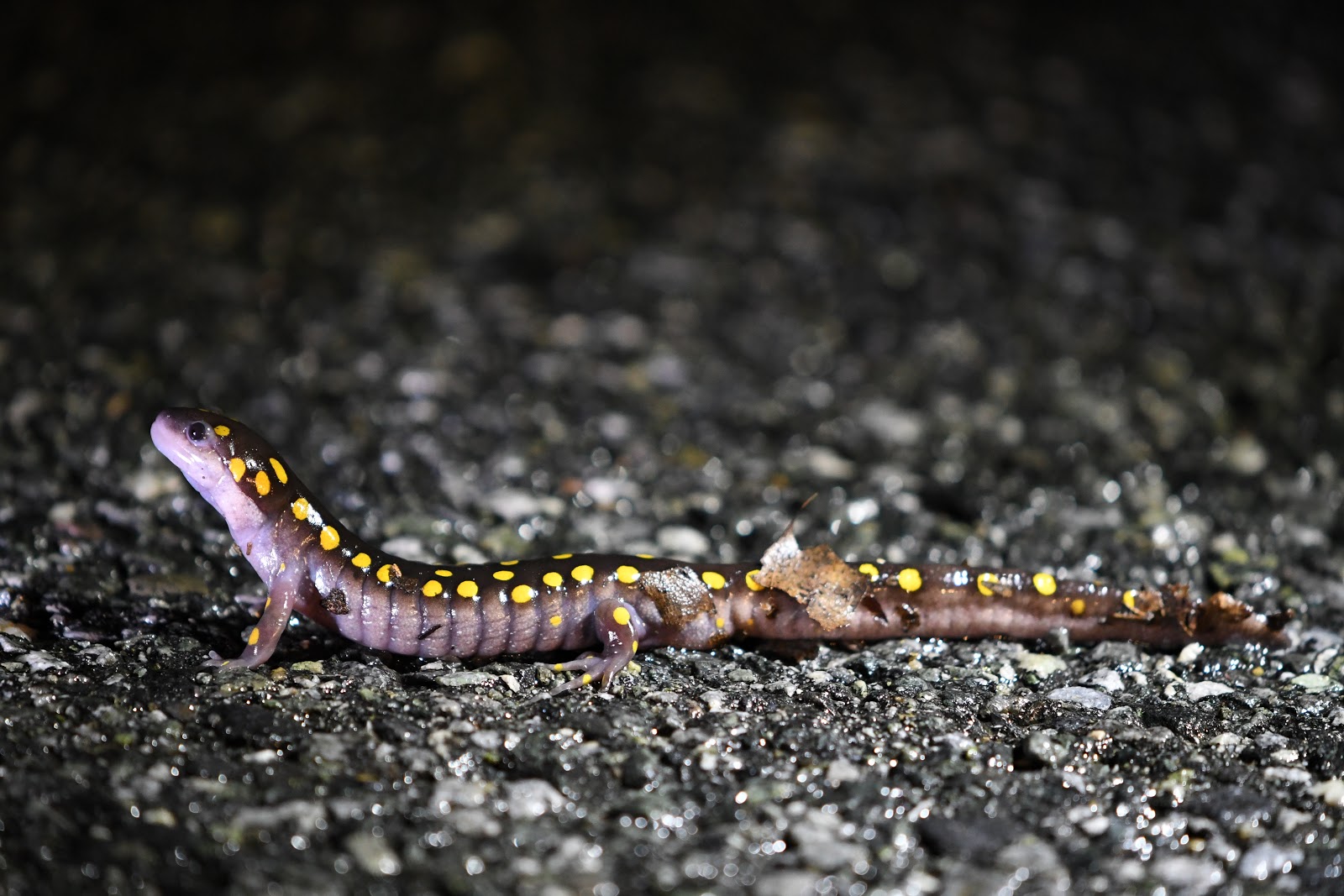 Spotted Salamander Pa Herp Identification