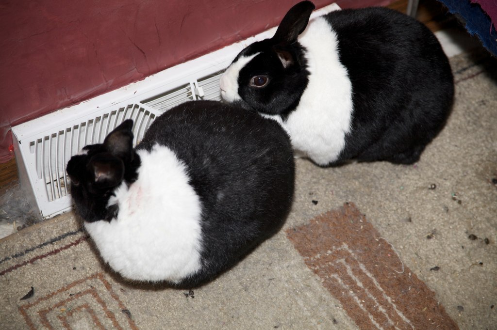 A hermit and his rabbits.