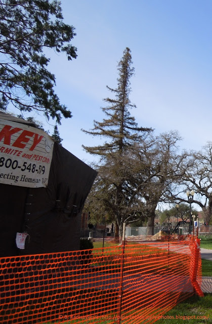 Paso Robles City Park is Wrapped in Orange