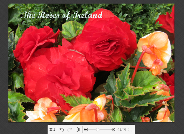 roses of ireland