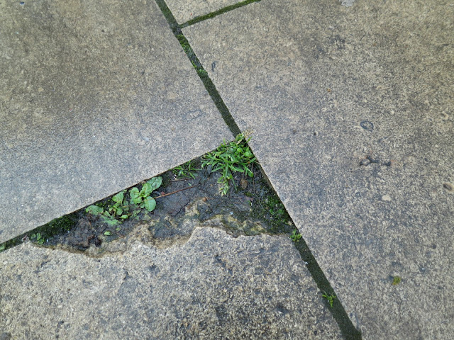 Little plants where a paving stone has broken outside the Ashmolean Museum, Oxford