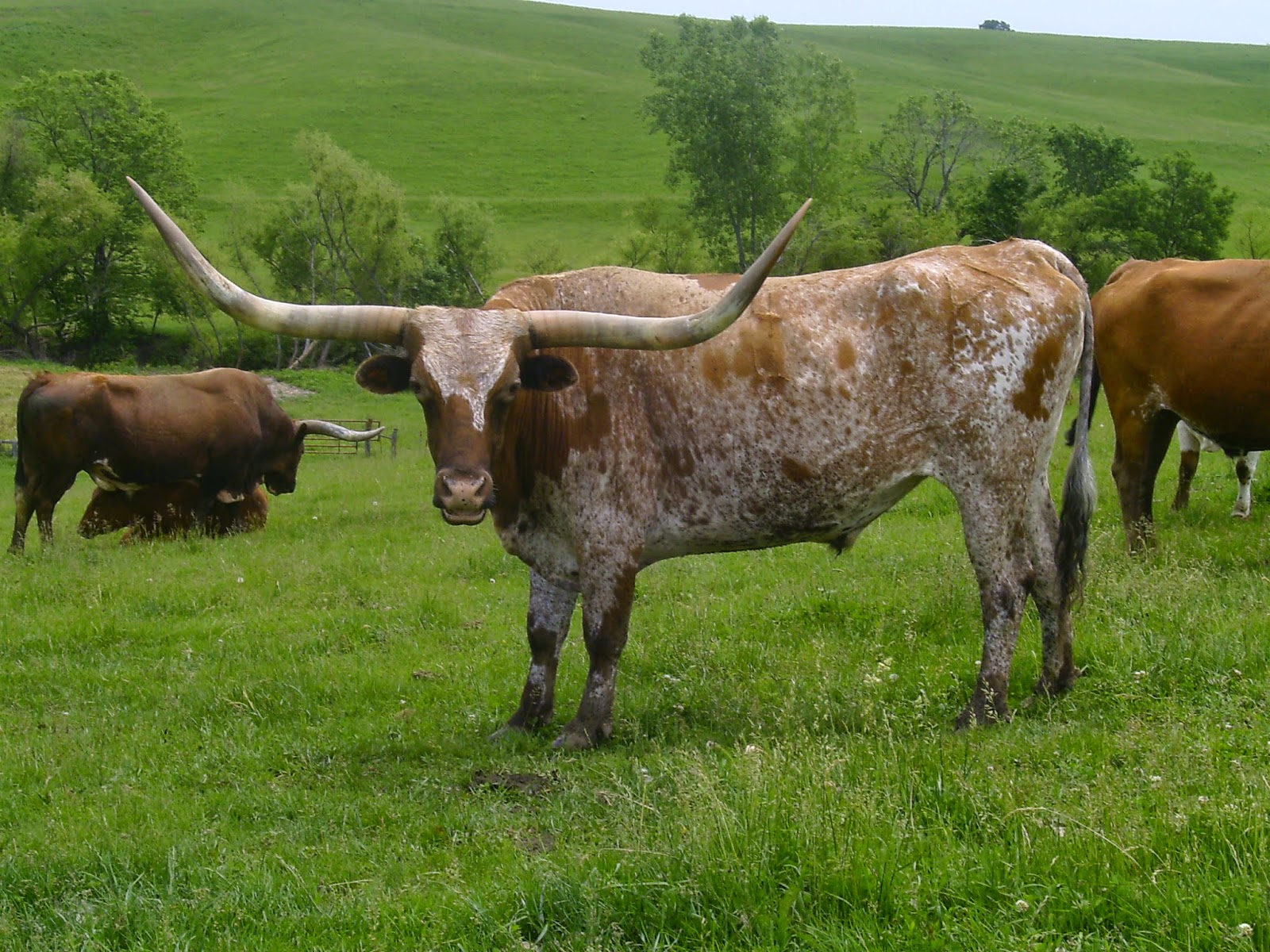 longhorns dri fit