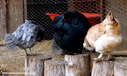 mites chickens mite infestation treatment natural them prevention chicken treat eggs feathers poultry around vent preening biting coop excessive sign