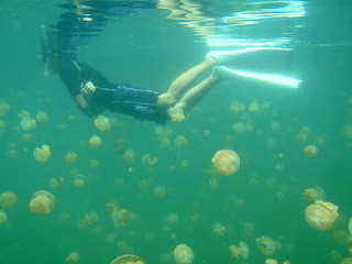 http://www.allfiveoceans.com/2016/04/jellyfish-lake-of-palau.html