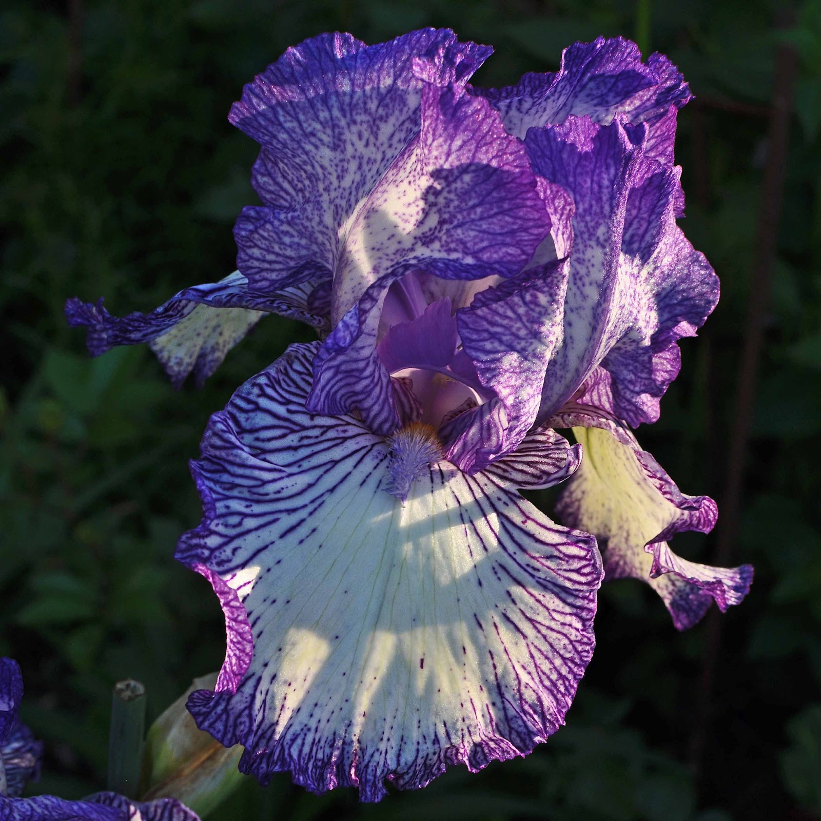 ирис сплендида. ирис бородатый бест бет. ирис хелло даркнесс. Iris 1. 19.