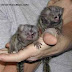 Dedos bebé monos tití disponibles