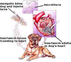 heartworm disease kristel vet ask dogs mpvm dvm weaver
