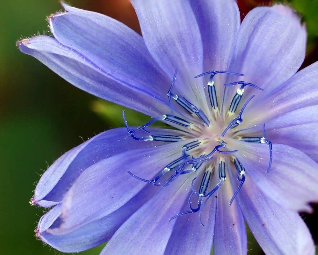 chicory flower wallpaper chicory flower wallpaper
