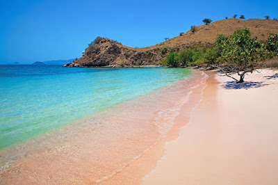 wisata di flores pink beach