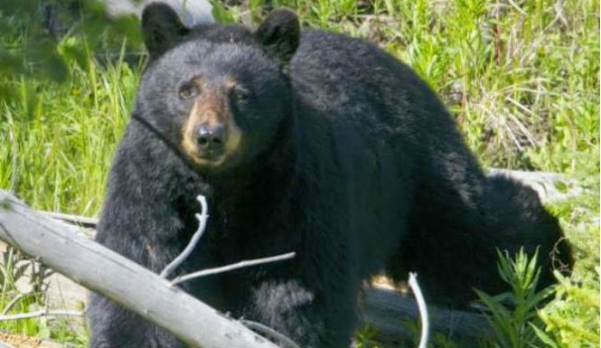 New Jersey Black Center Bears are hungry looing for a handout