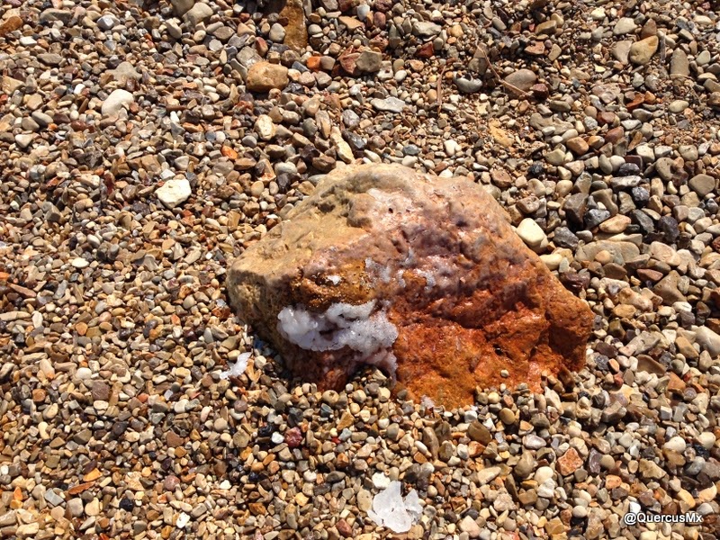 Sal pegada a una roca en la playa del Mar Muerto