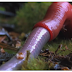 Monster Leech swallows giant earthworm