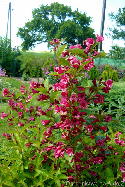 Krzewuszka Weigela