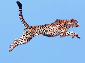 Air Time, Cheetah Wallpaper Air Time, Cheetah Wallpaper