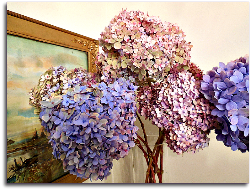 A Breath of Fresh Air Drying my hydrangeas the natural way.