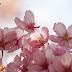 Floresça