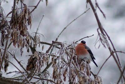 Mugurar-Pyrrhula pyrrhula-Eurasian Bullfinch-Gimpel-Camachuelo común