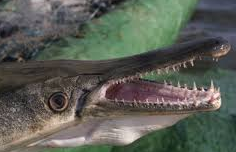 Ikan aligator  ikan air tawar terbesar