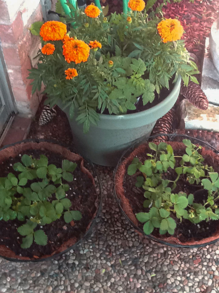 It's a Dog's Life Our little herb farm in Houston