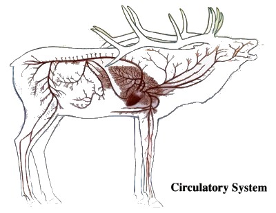 Ciencias de Joseleg: 11 VENAS, ARTERIAS Y CAPILARES EN LOS ... grain leg diagram 