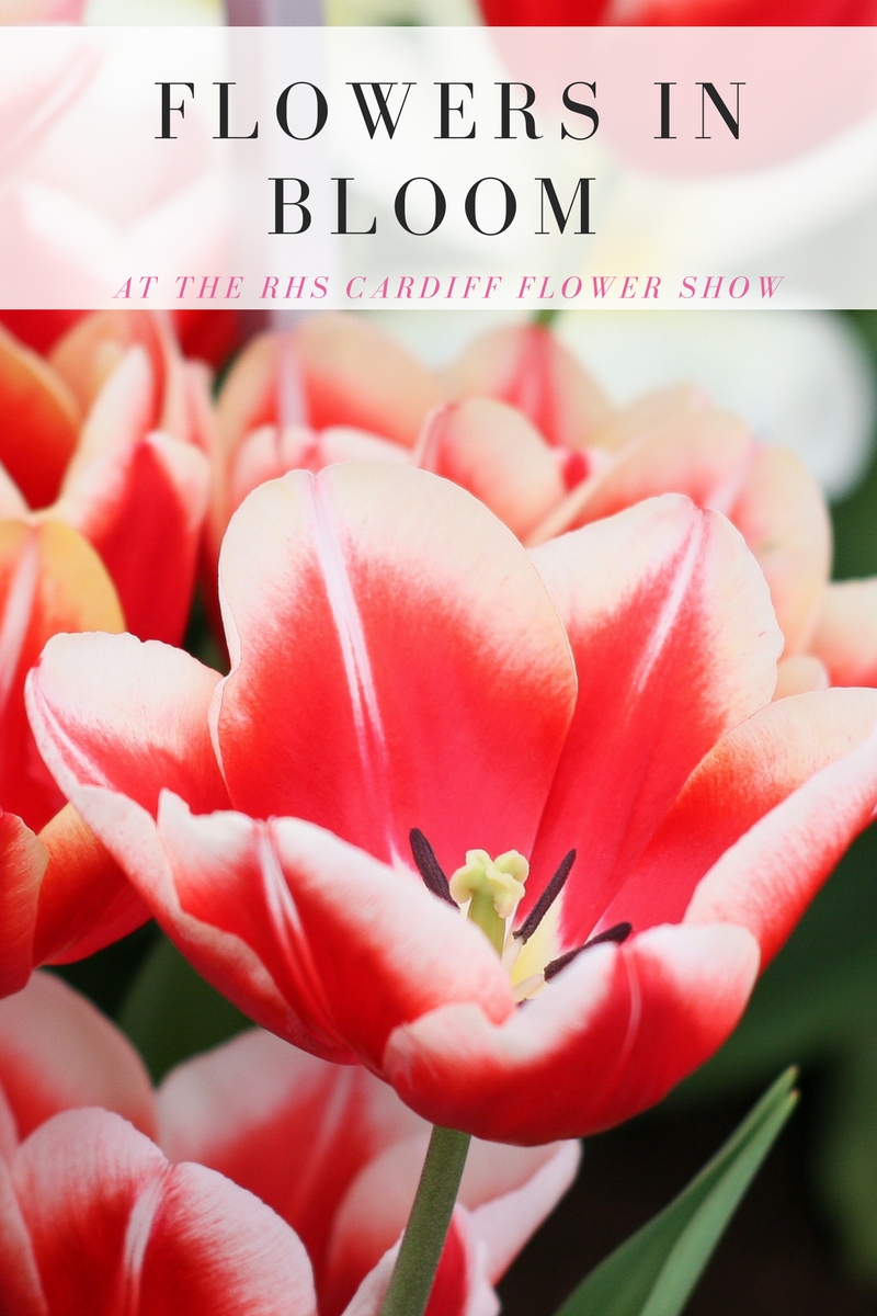 Side Street Style Flowers in Bloom at the RHS Cardiff Flower Show