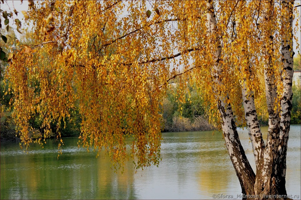 Золотая береза дерево. Берёза повислая у реки. Плакучая береза осенью. Осенняя береза. Береза осенью.