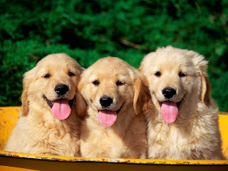 hd cute puppy pictures