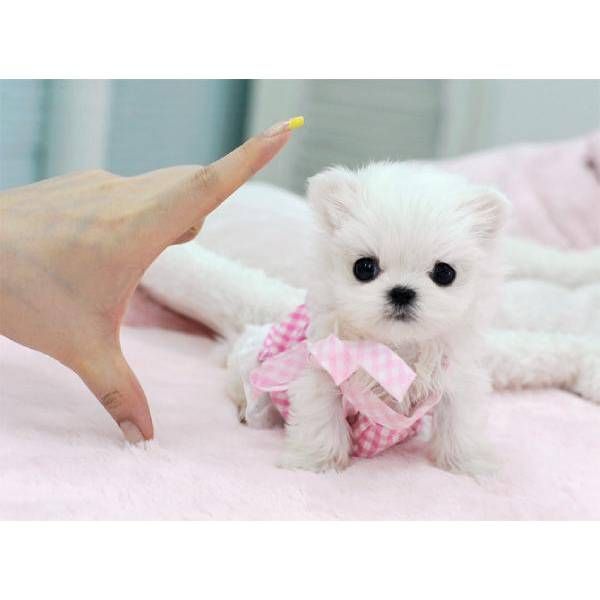Teacup Maltese Puppies And Dog Pictures Gallery Pictures Of Animals 2016