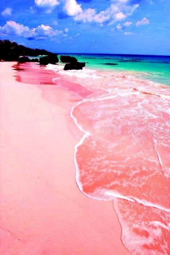 The Pink Beach in Bermuda The Pink Beach in Bermuda