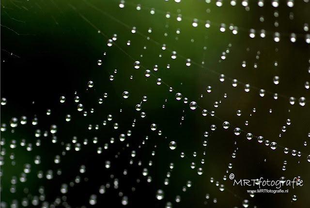Spinneweb met regendruppels fotografietips herfst