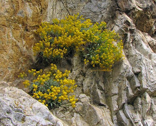 Smagliczka skalna (Alyssum saxatile). Smagliczka skalna (Alyssum saxatile).