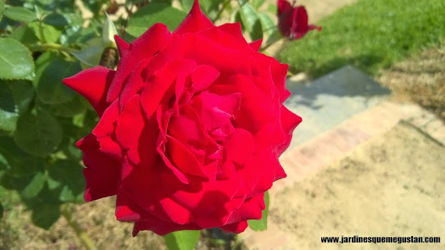 planta, rosal de flor roja