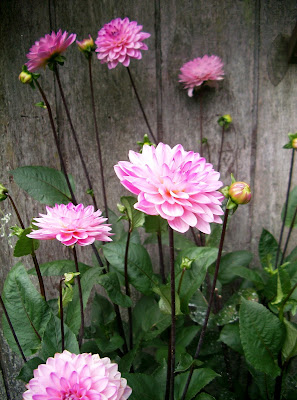 dahlias in the garden at the createaerie