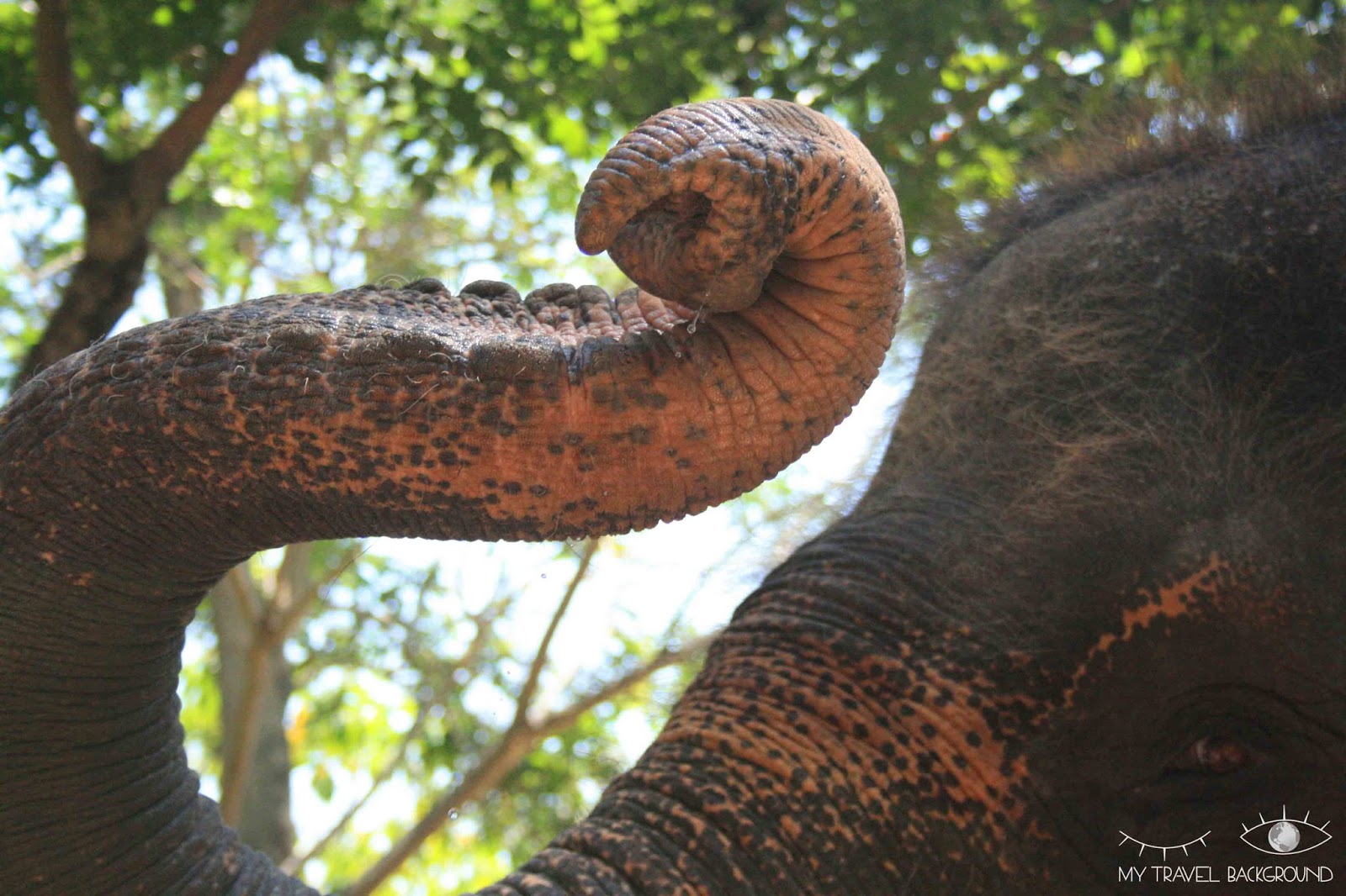 My Travel Background : 10 choses à faire à Bali - Se promener à dos d'éléphant