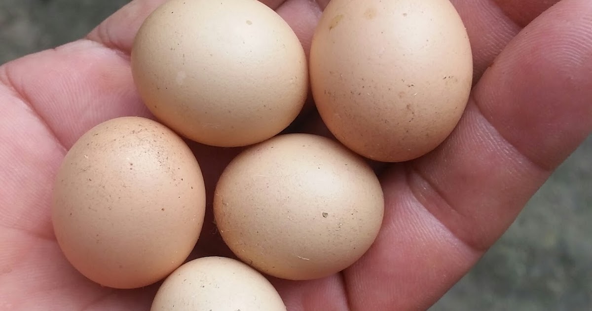 Keunikan Telur Ayam Jantan
