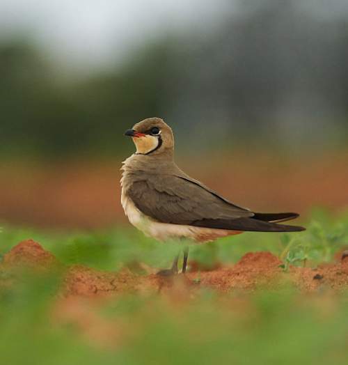 Oriental pratincole Birds of India Bird World