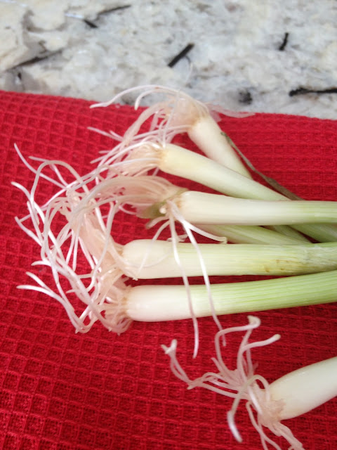 scallion white ends with roots
