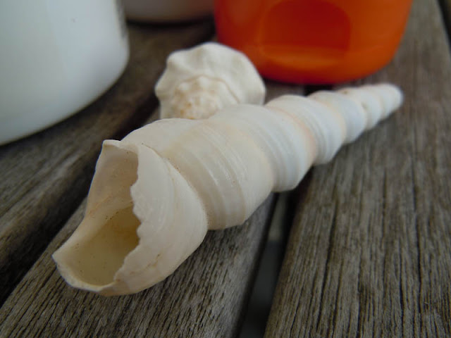 Seashell