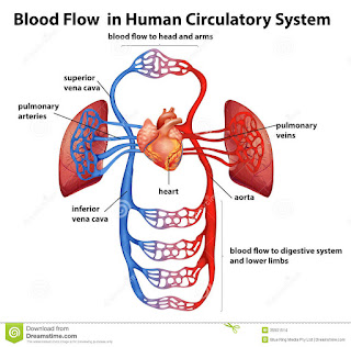  Blood and Circulatory System