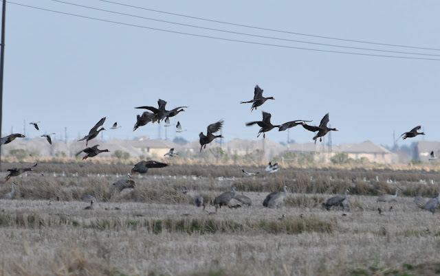 Sandhill Cranes, Snow Geese, White-fronted Geese flying in Texas