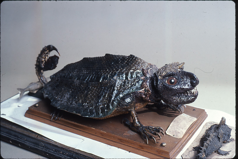 Wakefield Museums and Castles The Extraordinary Life of Charles