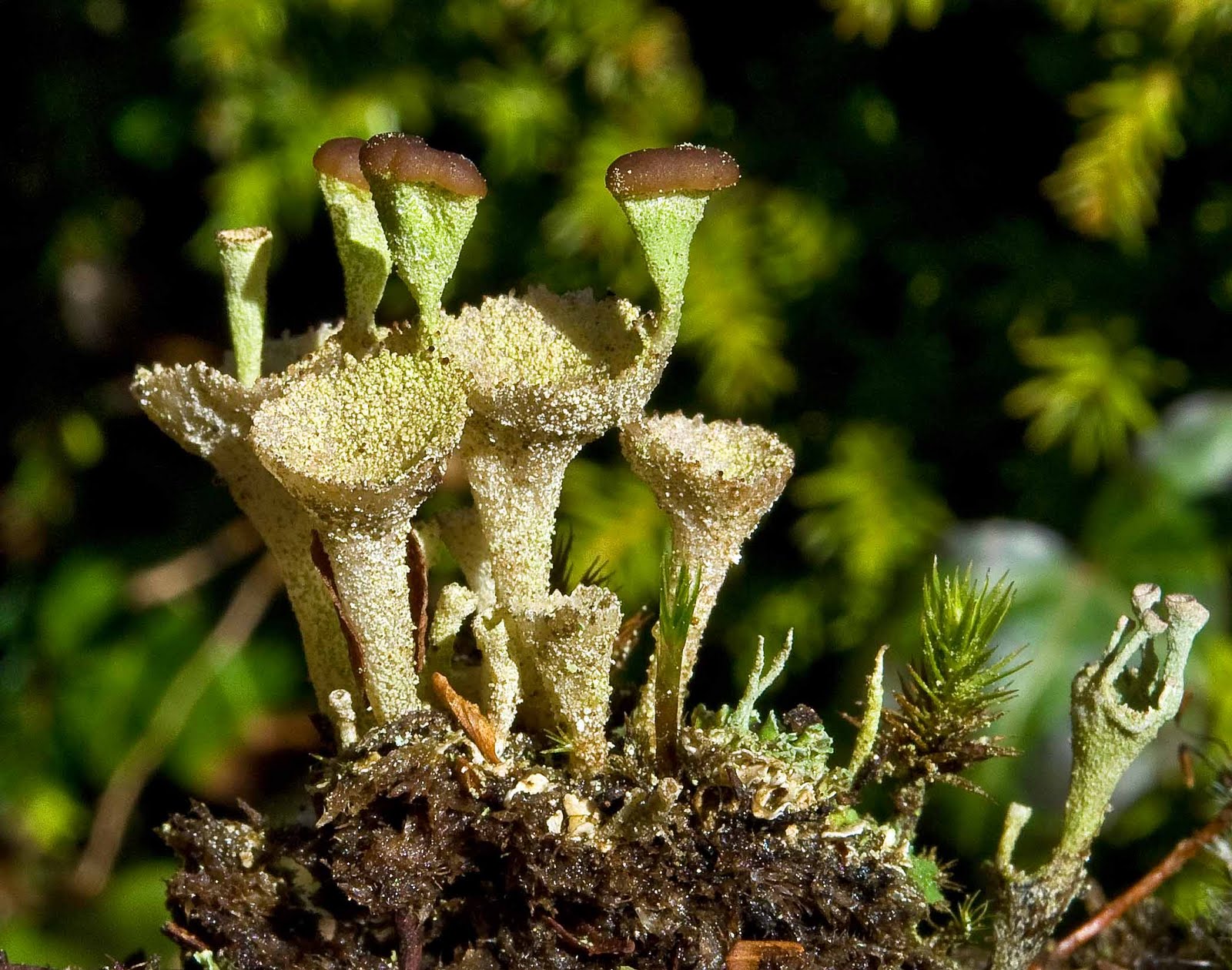 Gower Wildlife Bengal Matches (Cladonia floerkeana)