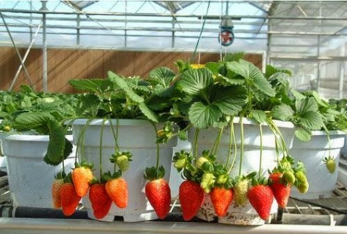  How to Plant a Strawberry Plant With Hydroponics