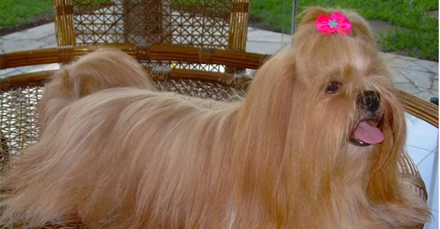 Shih Tzu, características da raça, fotos e vídeos